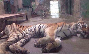 天津动物园老虎骨瘦如柴，动物园称其患有消化疾病 