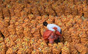 东北临储库存玉米达2.5亿吨陈化风险大，农业部宣布将改革