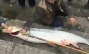 湖北宜昌市民长江中钓出“鱼王”：重70多斤，长1.3米