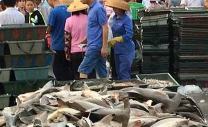 海南三亚码头被曝批量出售濒危物种锤头鲨：几块钱一斤