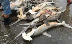 近百条濒危锤头鲨在三亚码头当众叫卖，官方：系渔民一网误捕