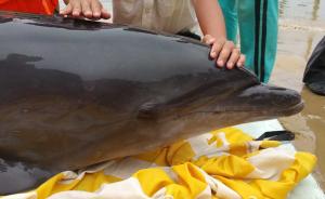 海南万宁多部门联合渔民救受伤海豚：从肠胃取出1米长塑料物