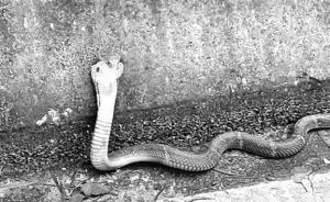福州一县道现5条被放生毒蛇，距小学居民小区等仅500米