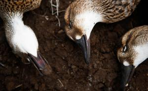 直击｜遭故意投毒，黑龙江一湿地保护区内上百只候鸟死亡