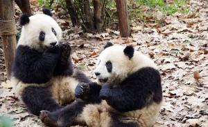 成都大熊猫兄弟住进上海新家食欲良好，五一前将与游客见面 