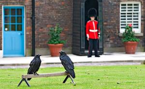 乌鸦为什么对英国人那么重要？