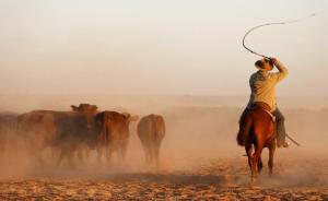 中企15亿买下澳最大畜牧公司，拥有土地面积等于一个浙江省