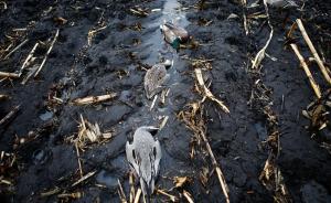 黑龙江一保护区内数百只候鸟被毒死，警方悬赏2万元缉凶