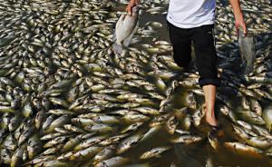 重庆南川通报鱼塘投毒“死2万斤鱼”：75岁男子投农药报复