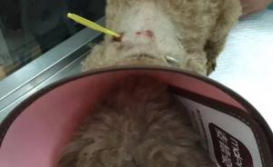 上海一居民宠物狗在自家天井遭弩箭穿背，警方已介入调查