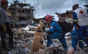 厄瓜多尔一搜救犬4天从地震废墟中救出7人后因精力耗尽而亡