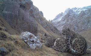 全球首次！中国科研人员“捕获”野生雪豹求偶交配画面