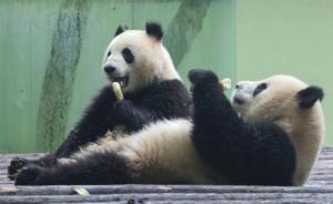 成都来沪大熊猫“二愣子”组合即将会客：星二头大、雅二鼻短