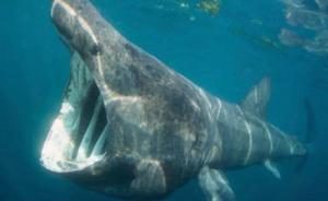死亡姥鲨被江苏渔民10多万元转卖，十年前已按保护动物管理
