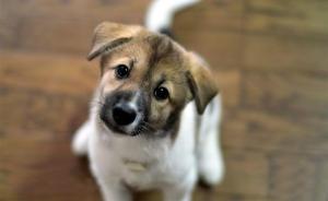 青岛规定每家只能养一条狗，超过处五百元以上二千元以下罚款