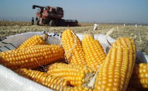 农业部：2016年调减玉米种植面积2000万亩以上
