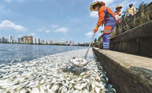 海南红城湖35吨鱼死亡：海水鱼进入内陆湖后不适应水压死亡