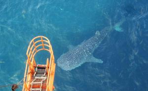 网传广西北海一条罕见鲸鲨被捕杀运走，多部门介入核实信息