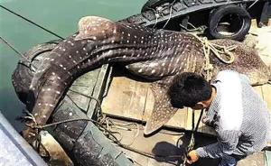 网传濒危物种鲸鲨广西北海遭捕杀，官方调查发现可疑船主
