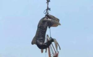 广西北海警方证实一条鲸鲨遭捕杀，鱼肉制成鱼肥在市场销售