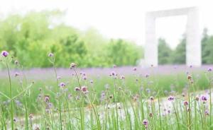 华东师大迎来紫色夏天：樱桃河畔马鞭草抵过寒潮上周盛放