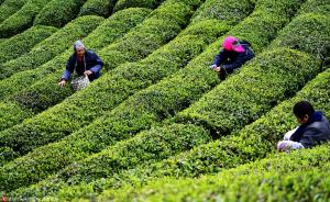 春茶上市高端茶“硬撑”不降价，各地中档茶增量降价涌入上海