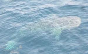 广西北海贩卖鲸鲨船主被抓获：47岁女性，绰号“五姐”
