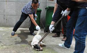 浙江舟山一条疑似疯犬咬伤47人后被毙，当地急调免疫球蛋白