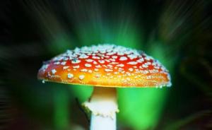 科学家发现迷幻蘑菇成分能缓解抑郁症症状，但它是毒品