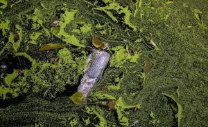 太湖蓝藻水华暴发程度超过往年，今夏蓝藻暴发可能性较高