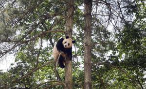 四川野生大熊猫增至1387只，将推动保护区晋升为国家级