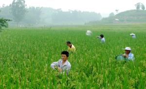 中国化肥利用率平均仅33%，易引发环境及农产品安全问题