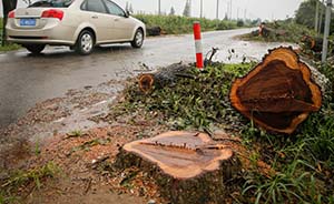 上海崇明13.5公里长行道树全被砍，官方释疑因太招虫要换树