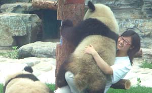 花万元可认养动物园大熊猫，网友问“能带回家遛吗？”