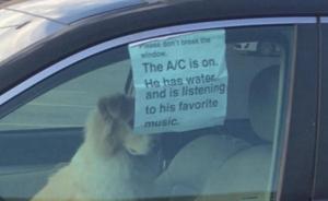 英国车主独留狗狗在车里贴条吁勿破窗救狗：它在听喜欢的音乐