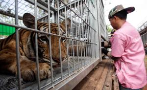 直击｜泰国一寺庙被指虐待137只老虎，政府正在强力解救