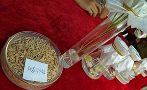 中国转基因水稻安全证书今日全部到期，是否续签成功并未公开
