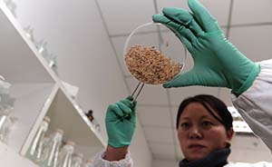 解密转基因水稻安全证书审核流程：大鼠饲喂90天未见异常