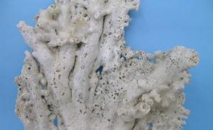 鸦片战争及城市化造成的汞污染，均被中国南海珊瑚“记录”