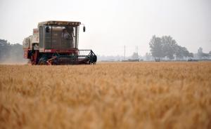 江苏省粮食局发紧急通知：敞开收购符合标准小麦