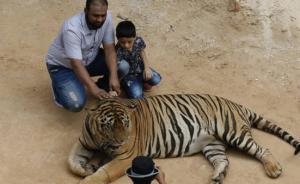 泰国警方将传唤“老虎庙”住持，质询走私野生动物等多项罪名