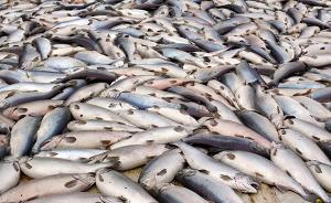 环保组织起诉智利渔业部门胜诉，鲑鱼抗生素用量高数据将公开