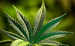 双面大麻：工业大麻国内种数十万亩，毒品大麻一吸就“伤脑”