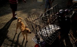 四川警方破获盗狗案：两个镇一月失踪百条狗，被卖到广西玉林