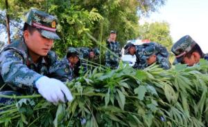 国际禁毒日前夕，新疆博尔塔拉边防铲除野生大麻10万余株