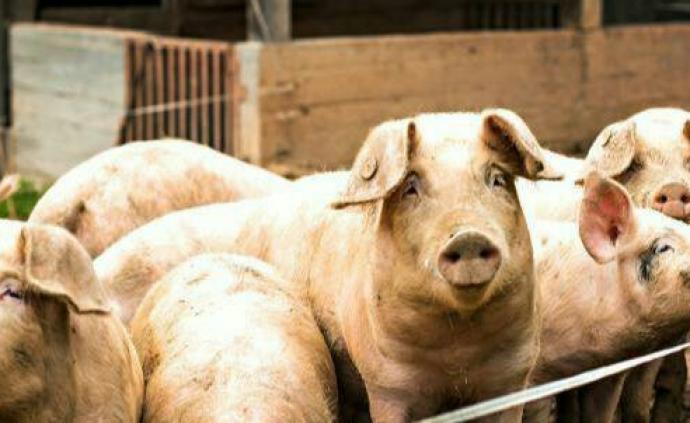 农业部负责人谈生猪生产和猪瘟防控：分区防控并非区产销封锁