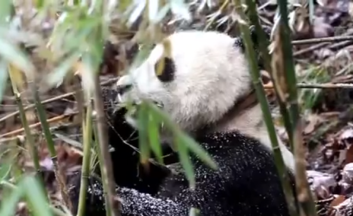 三只大熊猫将在江西野化放归，属历史首次