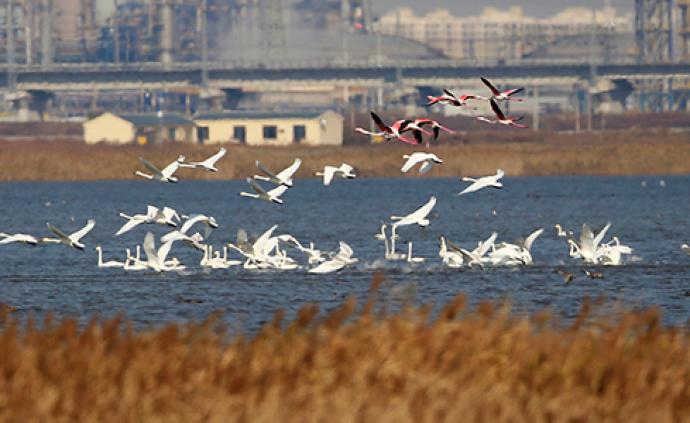 天津北大港湿地明年作为全国16个区域之一申报世界自然遗产