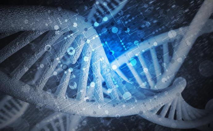 生命孕育起点：中国团队揭示人类早期胚胎染色体结构动态变化