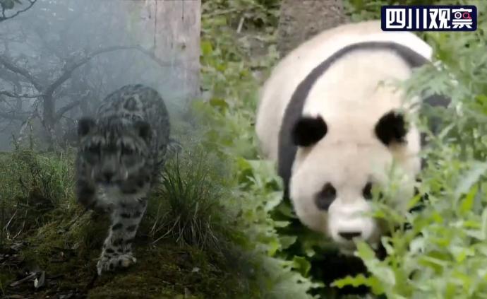 四川卧龙：大熊猫栖息地首次拍到雪豹